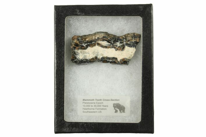 Mammoth Molar Slice With Case - South Carolina #291258